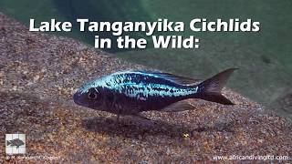 Lake Tanganyika Cichlids in the Wild People and places [upl. by Romeo856]