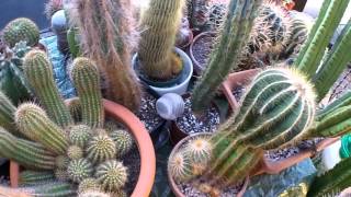 How to water Cacti amp Succulent plants [upl. by Aschim750]