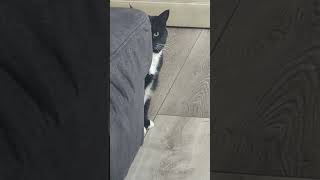 Nelps is eyeballing me vixenandvenelope tuxedocat catvideos [upl. by Akired]