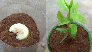 How to grow guava tree faster [upl. by Otiragram377]