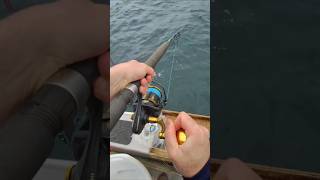 Live bait fishing for Kingfish fisheatrepeat nzfishing [upl. by Ahsuas]