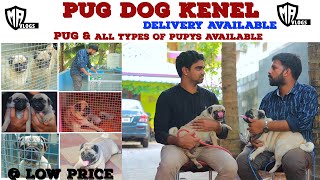 pug dog farm in Tamilnadu  DOG FOR SALES  pug kennel  Dog kennels  pugsale  ALL PUPPYS SALES [upl. by Vigen]