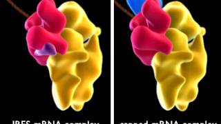 IRES  Internal RibosomeBinding Sequence [upl. by Aryl924]