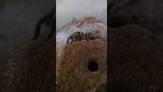 Australian Tarantula Phlogius Cooktown Goliath is getting ready to Moult lucky cricket Sub for more [upl. by Ansell]