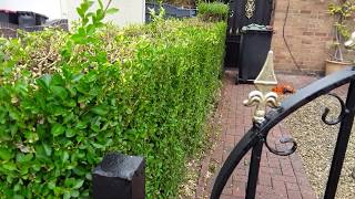 How To Cut A Overgrown Privet Hedge Over A Three Year Period amp Get It Back To Its Former Glory 596 [upl. by Oilegor]