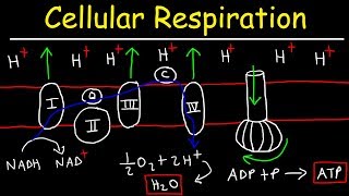 Cellular Respiration [upl. by Eugen988]