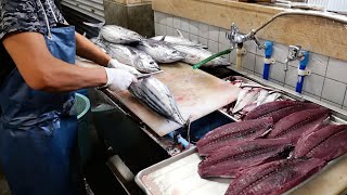 Japanese Food  The BEST BONITO SASHIMI in Kochi Tanaka Fish Store Tosa Kure seafood Japan [upl. by Leirvag]