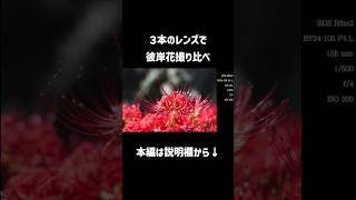 【予告編】【Vlog】３本のRFレンズで彼岸花撮り比べてみた canon photography rfレンズ [upl. by Arlene]