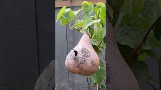 Chickadee bird in round bottle gourd bird feeder chickadee gardening viralvideo [upl. by Cyrano]