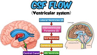 csf flow ventricular system of the brain medicalmnemonics786 [upl. by Xela]