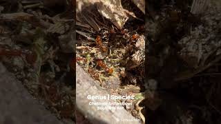 Wild Chelaner Antarcticus Ant Colony Foraging [upl. by Button]