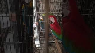 Talking Macaws Parrots  Talking Parrots macaw macawbird talkingparrot [upl. by Pazit]