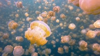 My Surreal Swim With Millions of Jellyfish Jellyfish Lake Palau [upl. by Macguiness]