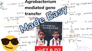 Agrobacterium mediated gene transfer plant biotechnologymade easy😎 [upl. by Sallie]