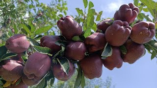 Top Grafting Performance of Different Apple Varieties [upl. by Ettelloc]