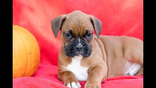 Boxer Puppies for Sale [upl. by Remle895]