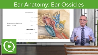 Ear Anatomy Ear Ossicles– Brain amp Nervous System  Lecturio [upl. by Ahlgren]