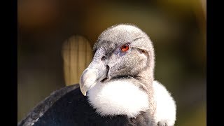 Largest flying bird in the world  ANDEAN CONDOR [upl. by Obrien]