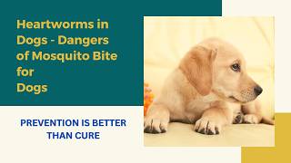 இதயப் புழுக்கள்  கொசுக்கடியால் நாய்க்கு ஏற்படும் பயங்கர ஆபத்து doghealth doginformation [upl. by Hagan]