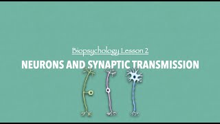 ALevel Psychology AQA Neurons and Synaptic Transmission [upl. by Garrity]