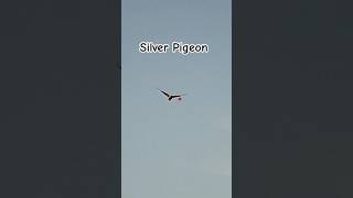 Silver Pigeon 🎯💥 chasse pigeonhunting shortvideo reels shorts shotkam [upl. by Aras]