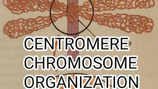 CENTROMERE  CHROMOSOME ORGANIZATION  CYTOGENETIC [upl. by Aryhs]