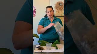 How to Repot Orchids and Clean Up Their Roots [upl. by Othelia]