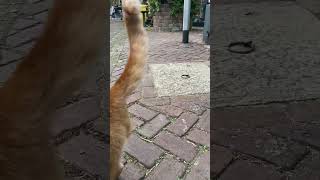 Sweet 🥰🐱🩷 cat catlover catlovers cats catvideos catshorts [upl. by Aydiv]