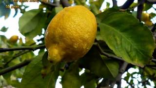 MI LIMON MI LIMONERO [upl. by Sansone]