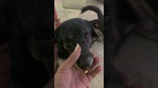 Dogs 🐕 Cute 🥰 doglover dogs animals funnykiki petowner dogowner [upl. by Weingartner4]