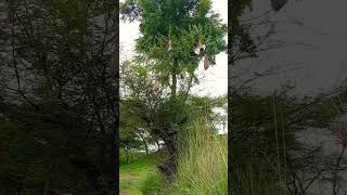 Weaver Bird nest [upl. by Yukio]