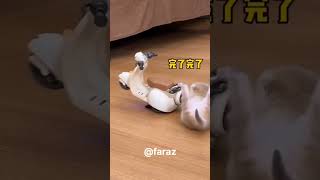 Funny videoclip parrot vs cat and puppy bike drive animals birds [upl. by Yerfdog]