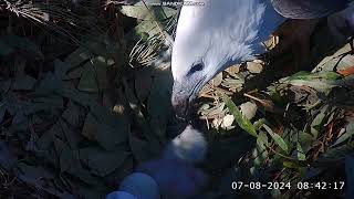 Sea EagleCAM Bielik białobrzuchy Sydney  pierwsze karmienie maluszka SE33 🐥🥚 2024 08 07 [upl. by Bluma132]