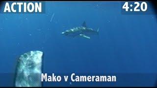 MAKO SHARK VS CAMERAMAN [upl. by Sybley]