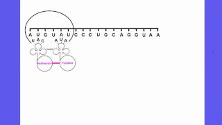 354 Explain the process of Translation leading to polypeptide formation [upl. by Linea]