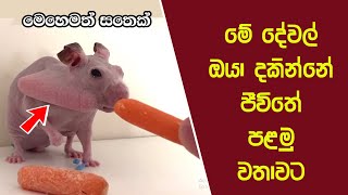 ඔබ මේවා දකින්නේ ජිවිතේ පළමු වතාවට EP27 [upl. by Clint718]