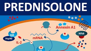 Prednisolone  Mechanism side effects precautions amp uses [upl. by Moyna]