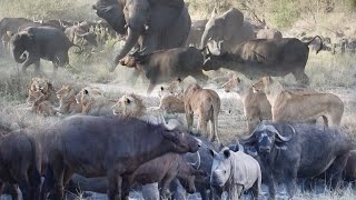 LIONS bring down BUFFALO 4 of BIG 5 in 1 sighting Awesome interaction 🦁🐃🐘🦏 [upl. by Ploch642]