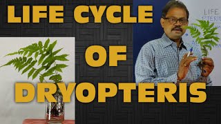 LIFE CYCLE OF DRYOPTERIS  DIPLOHAPLONTIC  ALTERNATION OF GENERATION  EDUSCOPE [upl. by Yrffej]