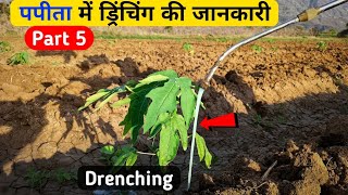 पपीता में ड्रिंचिंग के फायदे और महत्व ।। Drenching ।। पपीता की खेती Part 5।। [upl. by Susie]