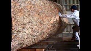 カロフィラム Sawing of the calophyllum [upl. by Gus20]