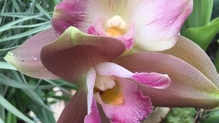 ORCHID CARE LYCASTE ORCHID CARE MY TIPS AND TRICKS FOR 4 SEASONS OF CARE [upl. by Filomena]