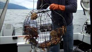 2011 Puget Sound Crabbing 101 [upl. by Glennie]