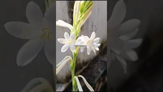 Tuberose Rajnigandha Flowers tuberose flowers garden decor gardening nature rajnigandha [upl. by Retluoc]