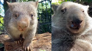 Wombat is the cutest animal in the world that you need to know 23 [upl. by Ibbed]