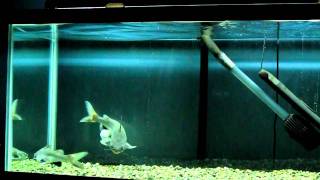 Columbian Shark Catfish Breeding Behavior [upl. by Tavish]