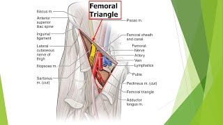 Trigonum femorale Canalis adductorius Fossa poplitea [upl. by Gavette]