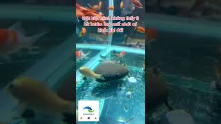 Cá Tỳ Bà Bướm có phải loài cá hiền lành Sewellia Lineolata ghiennuoica fish shorts subscribe [upl. by Nolla766]