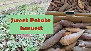 Our Tricks to Harvesting Sweet Potatoes for EATING and Next PLANTING [upl. by Bixby322]