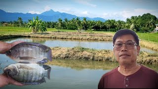 TILAPIA FARMING60 DAYS OF CULTURE BEST FEED FOR TILAPIA FISH WHAT MAKES TILAPIA GROW FASTER [upl. by Pedro786]